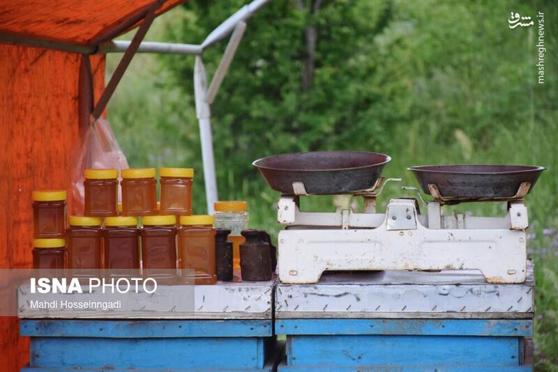 عکس / زنبورستانهای آستارا 20