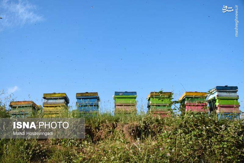 عکس / زنبورستانهای آستارا 19