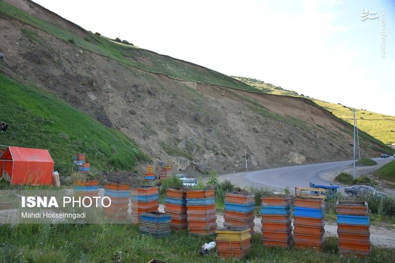 عکس / زنبورستانهای آستارا 17