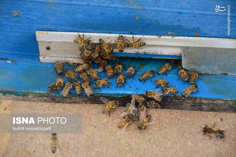 عکس / زنبورستانهای آستارا 16