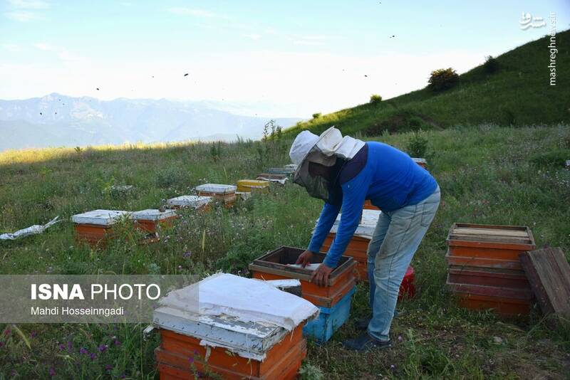 عکس / زنبورستانهای آستارا 15