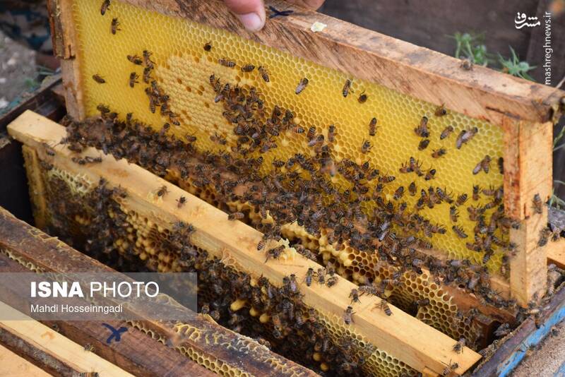 عکس / زنبورستانهای آستارا 14