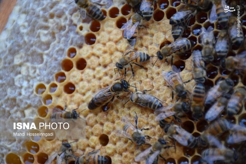 عکس / زنبورستانهای آستارا 13