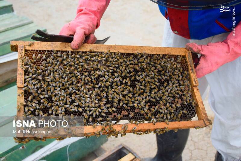 عکس / زنبورستانهای آستارا 12