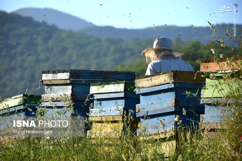 عکس / زنبورستانهای آستارا 11