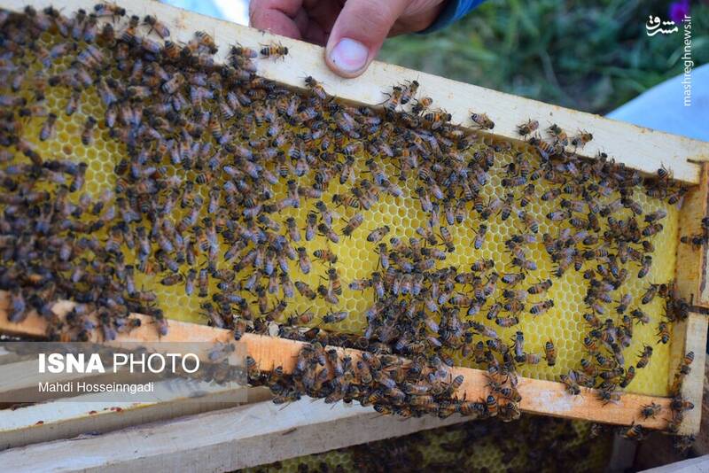 عکس / زنبورستانهای آستارا 10