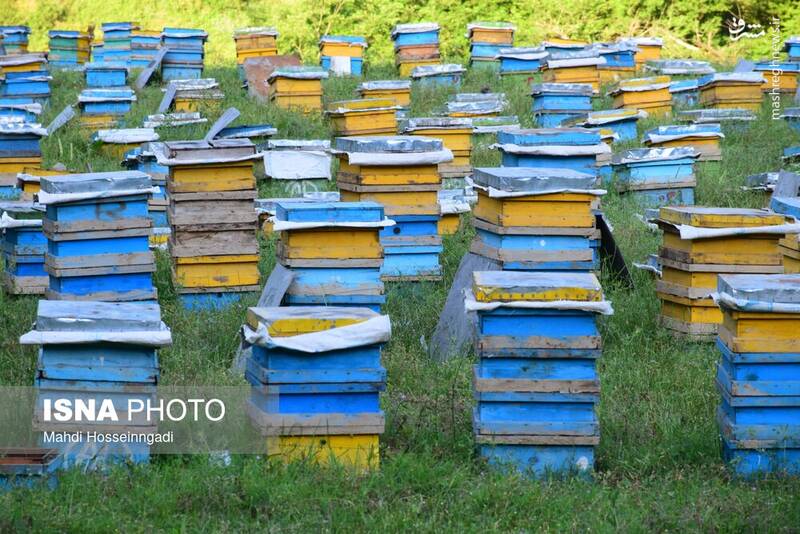 عکس / زنبورستانهای آستارا 9