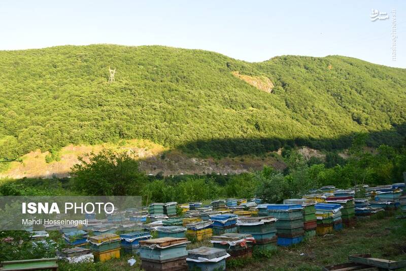 عکس / زنبورستانهای آستارا 8