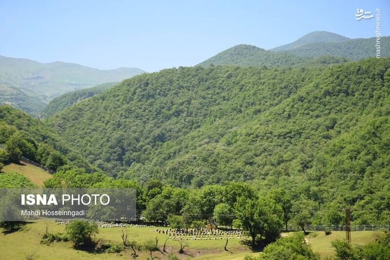 عکس / زنبورستانهای آستارا 7