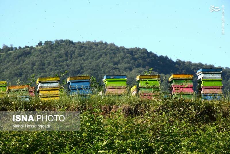 عکس / زنبورستانهای آستارا 6