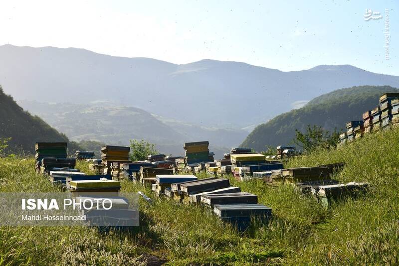 عکس / زنبورستانهای آستارا 5