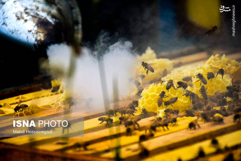 عکس / زنبورستانهای آستارا 3