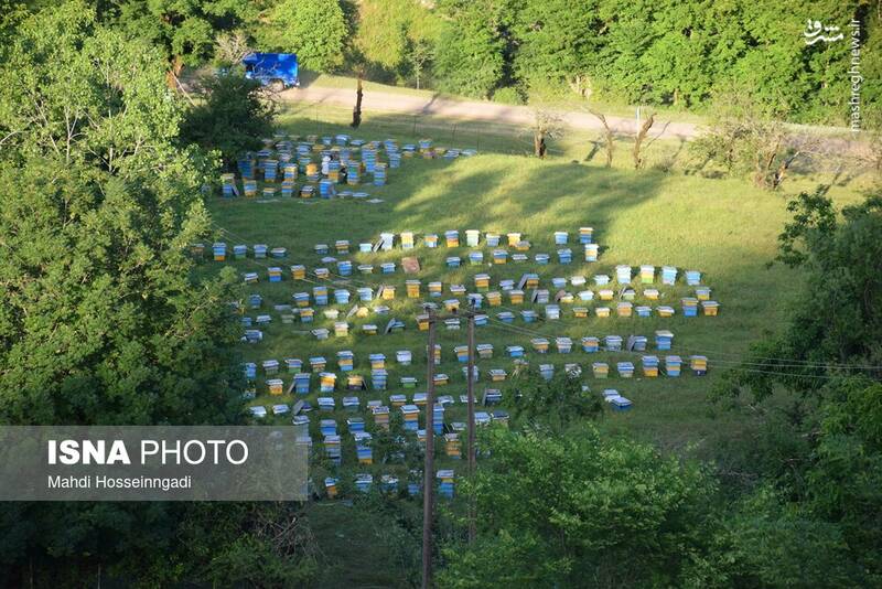 عکس / زنبورستانهای آستارا 4