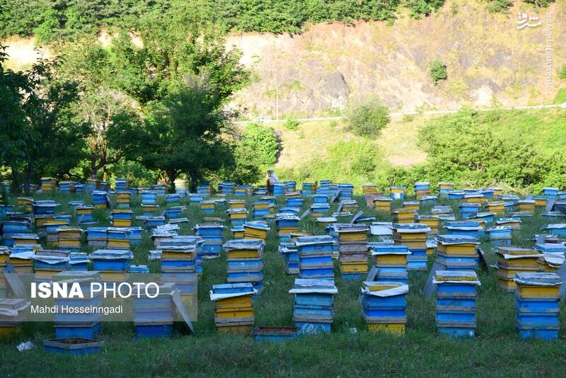عکس / زنبورستانهای آستارا 2
