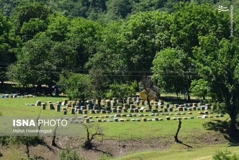 عکس / زنبورستانهای آستارا