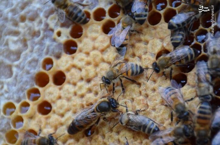 عسل،زنبورداران،مناطق
