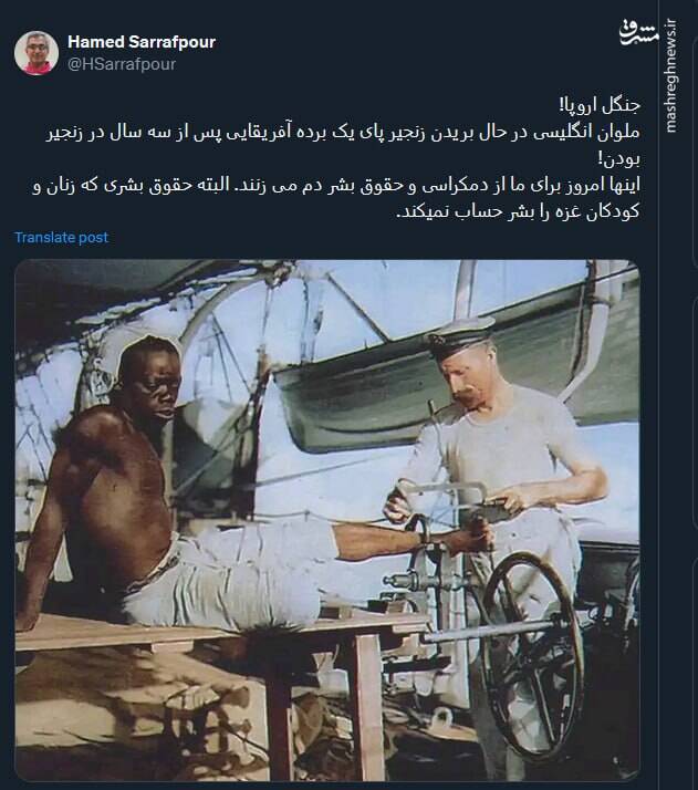 جنگل اروپا به روایت تصویر