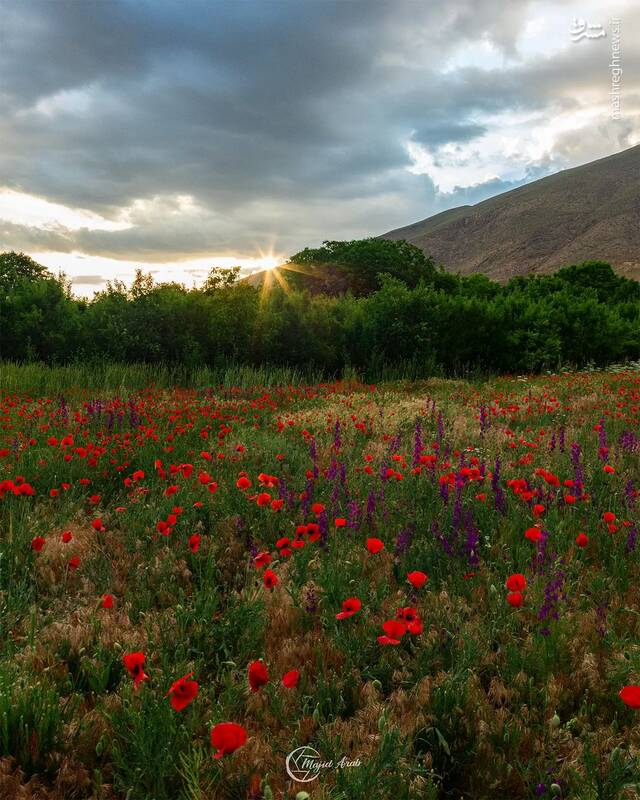 عکسی زیبا از بهار خوانسار 2