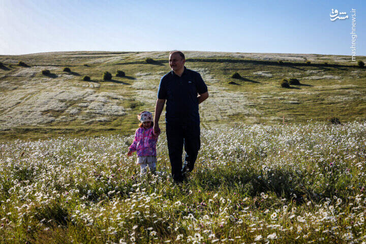 عکس/ دشت گل های بابونه