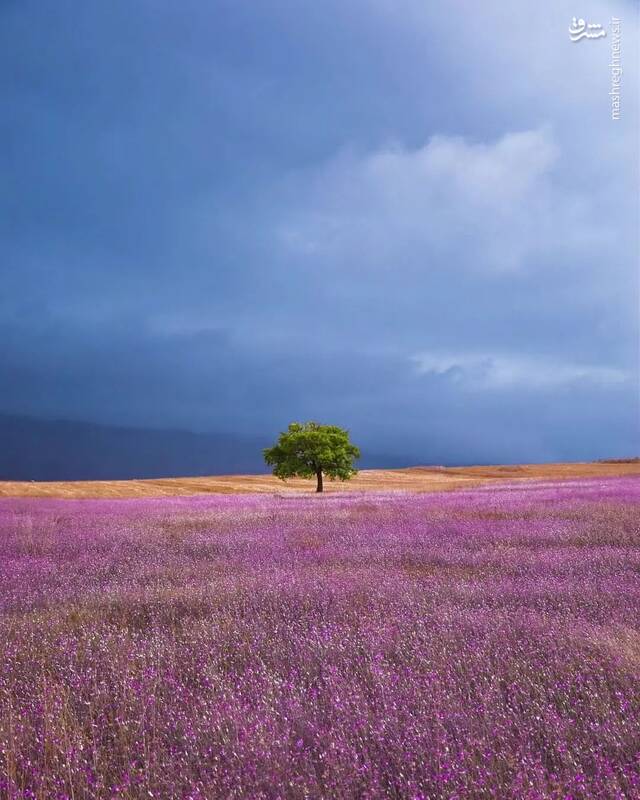 تصویری زیبا از بهار تالش 2