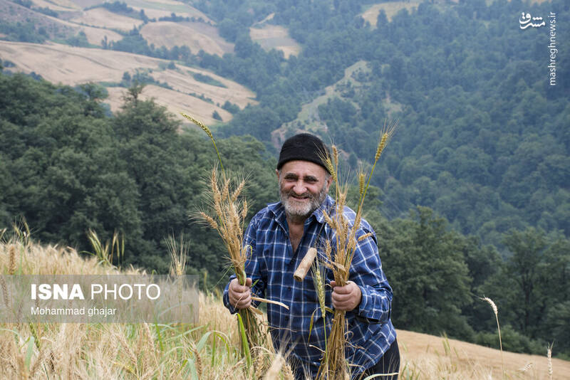 عکس / برداشت گندم از مزارع استان گلستان 4