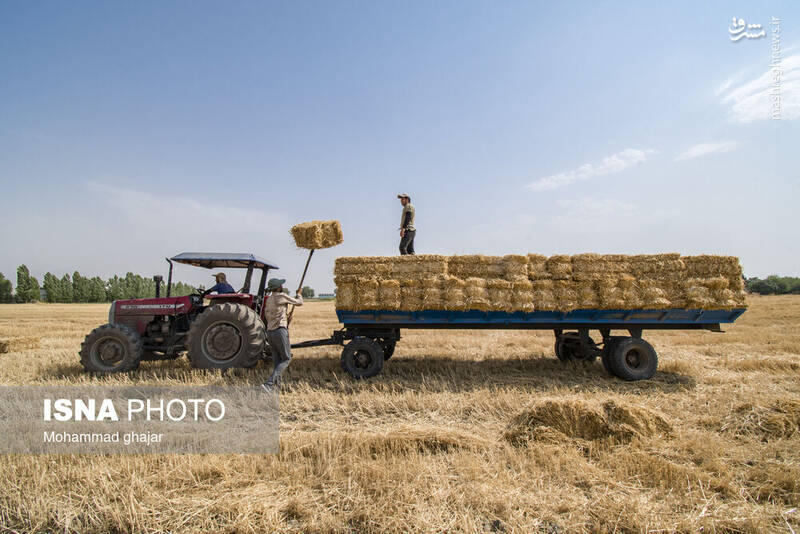 عکس / برداشت گندم از مزارع استان گلستان 20