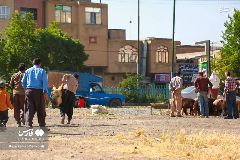 عکس / بازار دام عید قربان در شهرکرد 17