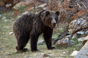 فیلم / نجات یک خرس قهوه‌ای در چهارمحال و بختیاری