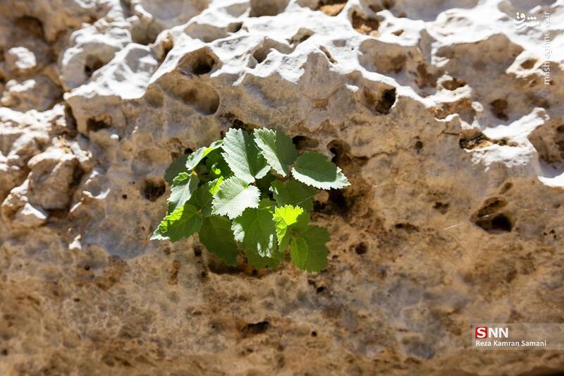 عکس / تنگه شیرز کوهدشت لرستان 13