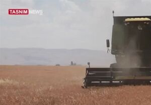 غارت گندم سوریه در سایه حمایت آمریکا
