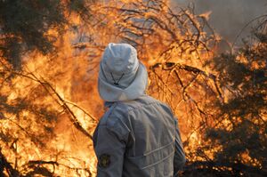 عکس/ تکرار آتش سوزی در پارک ملی کرخه