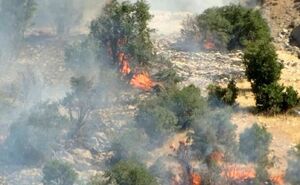 فیلم / آتش‌سوزی 170 هکتار از جنگل‌های چگنی لرستان