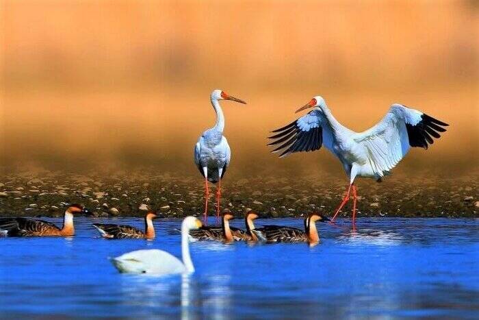 آیا تغییر اقلیم دامن امید، تک درنای سیبری را هم گرفت؟