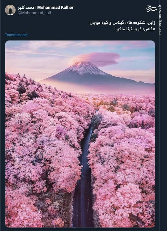ژاپن، شکوفه‌های گیلاس و کوه فوجی