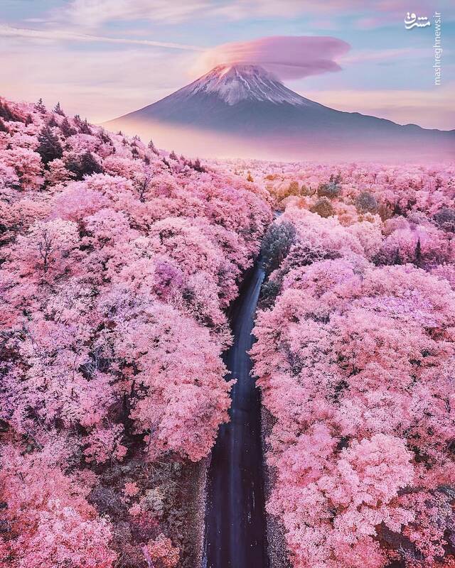 ژاپن، شکوفه‌های گیلاس و کوه فوجی