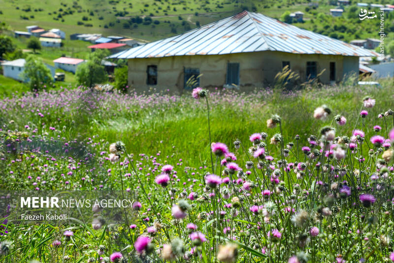 عکس / بهشت نگارستان ایران 5