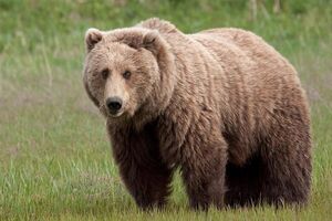فیلم/ رصد هشتمین قلاده خرس قهوه‌ای در لرستان