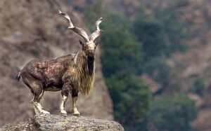 مشاهده یک کل کوهی در ارتفاعات کوهستانی ایران