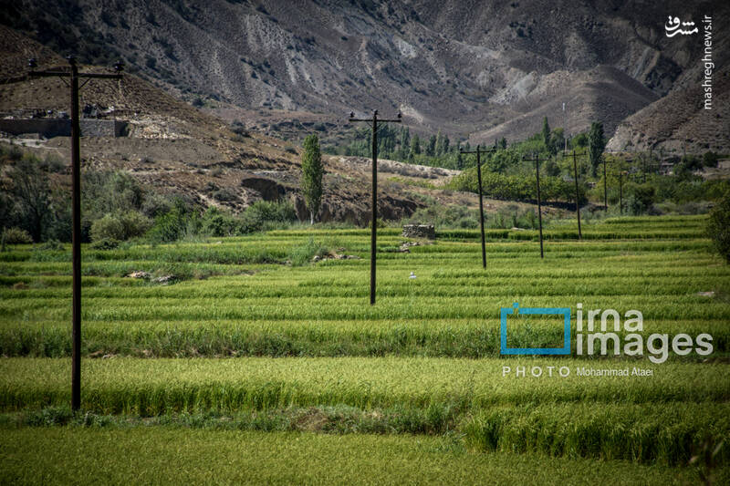 عکس / کشت پلکانی شالی 26