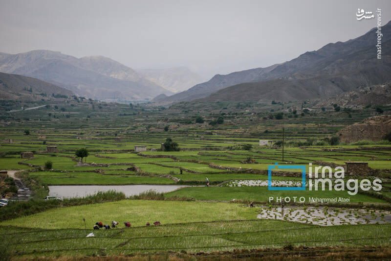 عکس / کشت پلکانی شالی 24