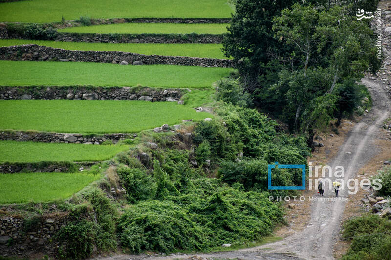 عکس / کشت پلکانی شالی 21