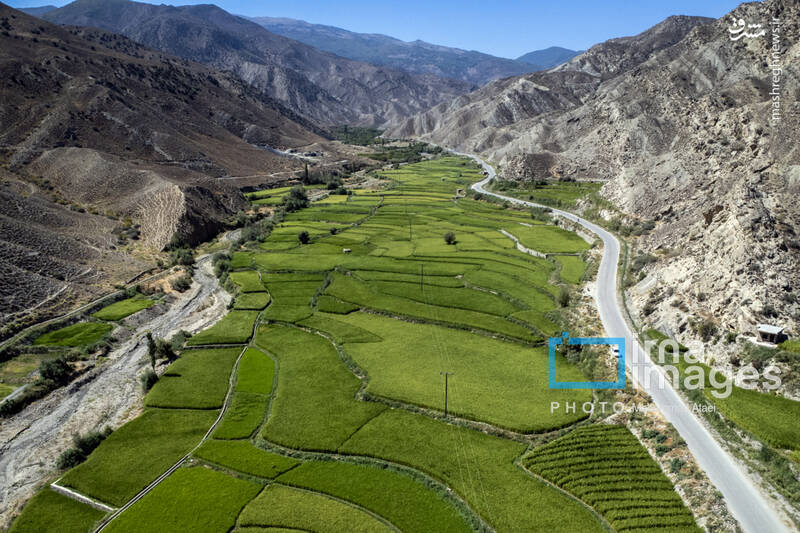 عکس / کشت پلکانی شالی 18