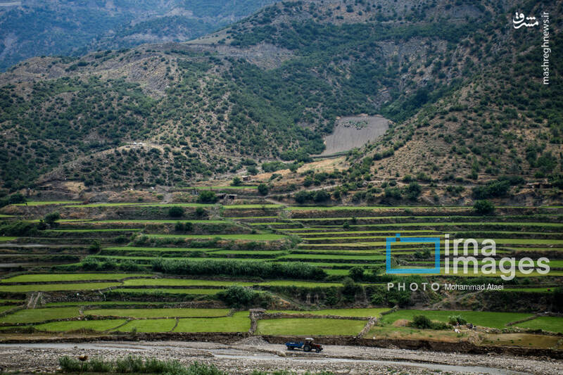 عکس / کشت پلکانی شالی 16