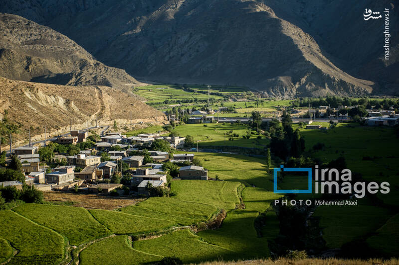 عکس / کشت پلکانی شالی 15