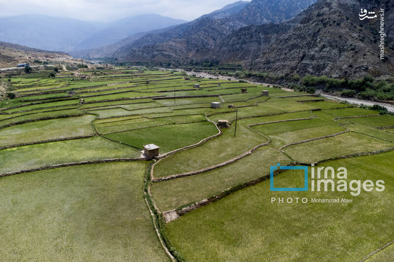 عکس / کشت پلکانی شالی 14