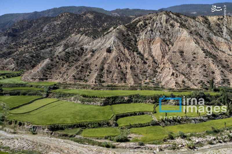 عکس / کشت پلکانی شالی 4