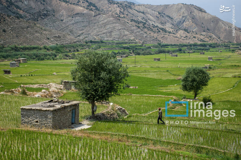 عکس / کشت پلکانی شالی 3