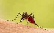 چه بیماری‌هایی از پشه‌ منتقل می‌شوند؟