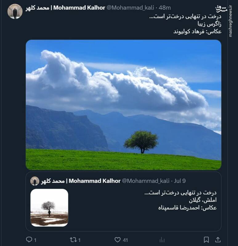 درختی تنها در زاگرس زیبا