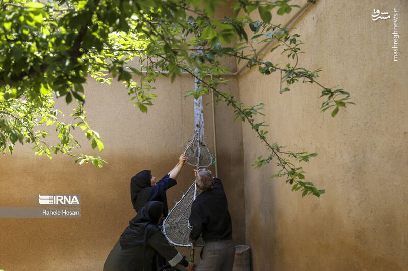 عکس/ آیین سنتی طوق بندان